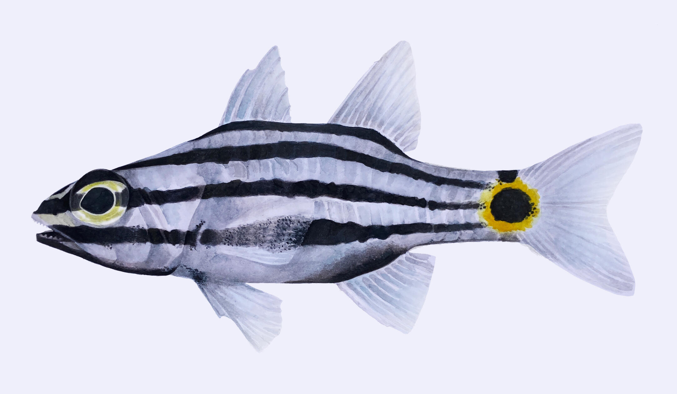 Identification of the Indian Ocean twospot cardinalfish
