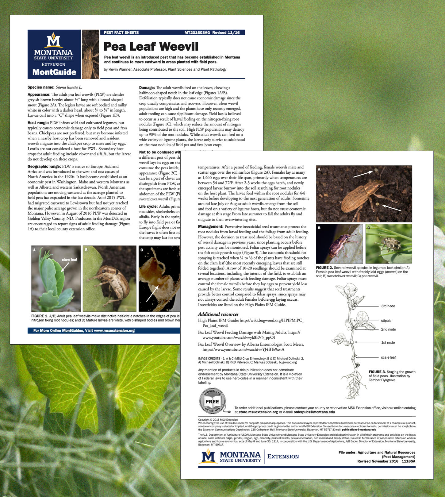 Pages of the Montguide that show the illustration.