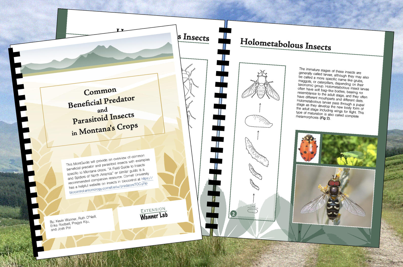 Common Beneficial Predator and Parasitoid Insects in Montana's Crops