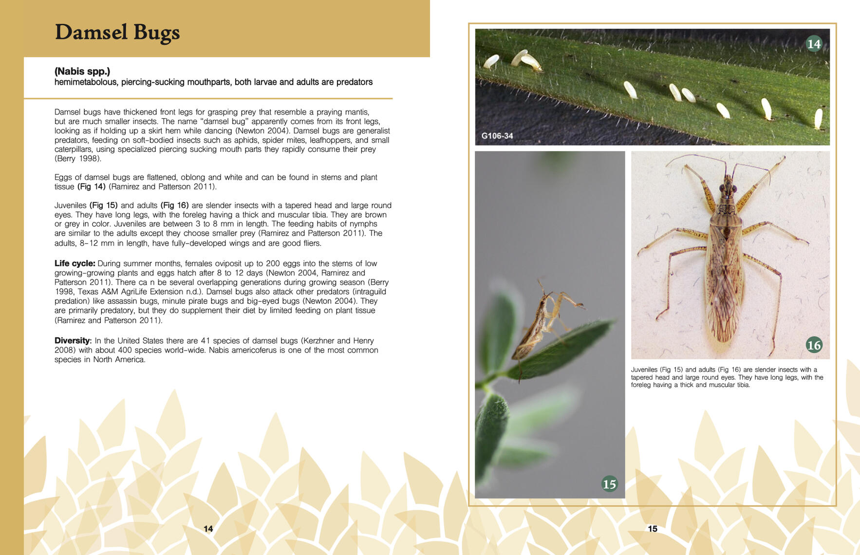 A yellow spread of the field guide with identification information on damsel bugs on the left, and pictures of damsel fly eggs and adults on the right.