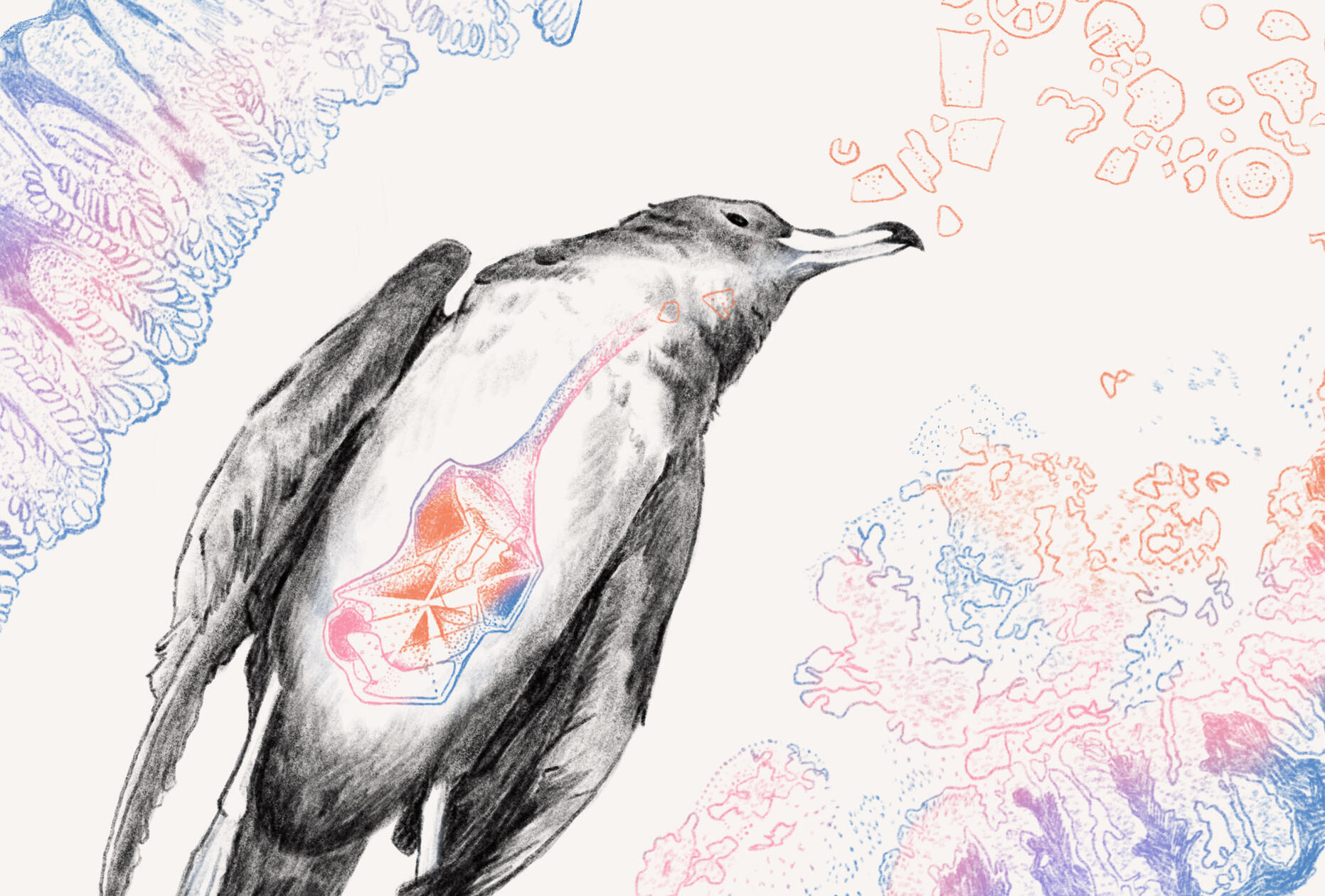 Plasticosis in Flesh-footed Shearwater fledgling