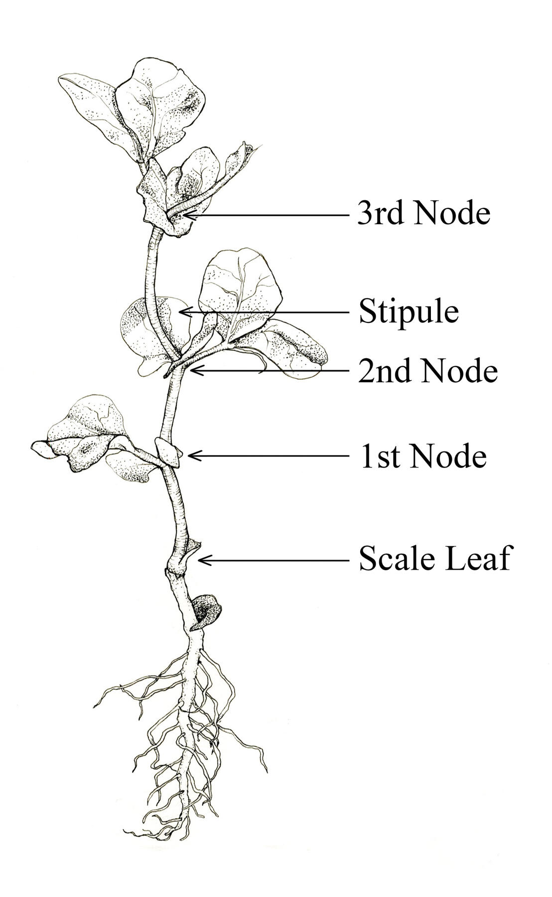 Pea plant illustration