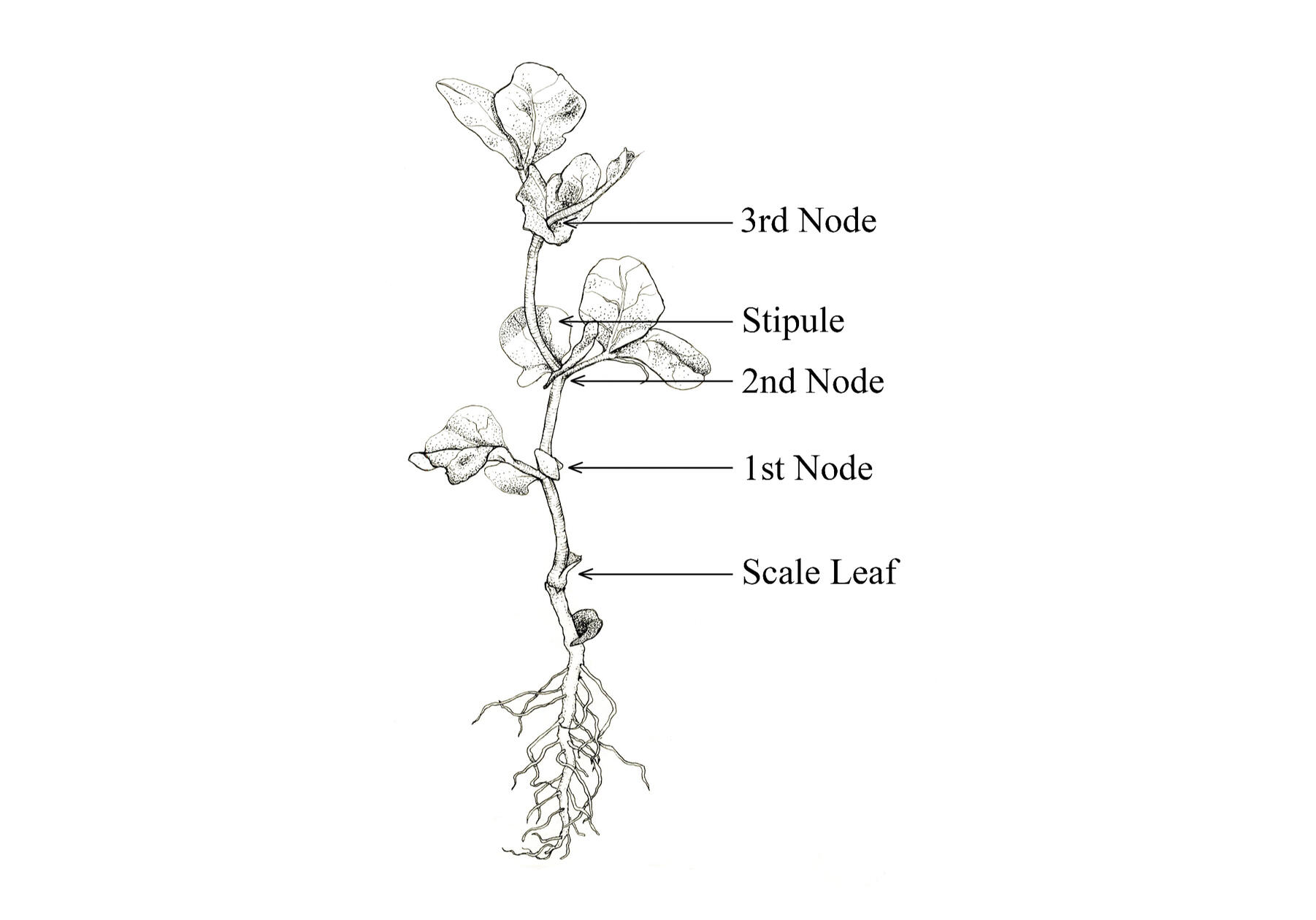 Staging the growth of field peas