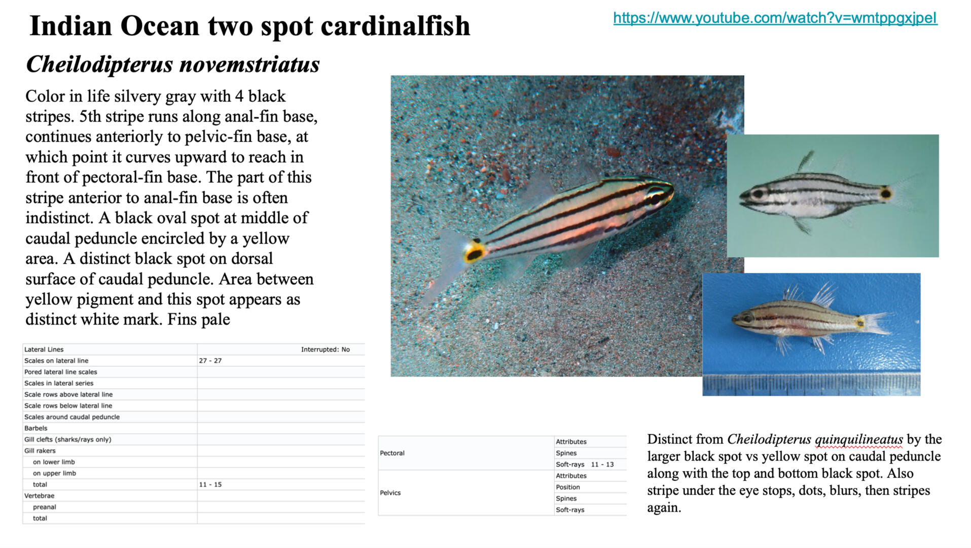 A screenshot of the google slide research process.