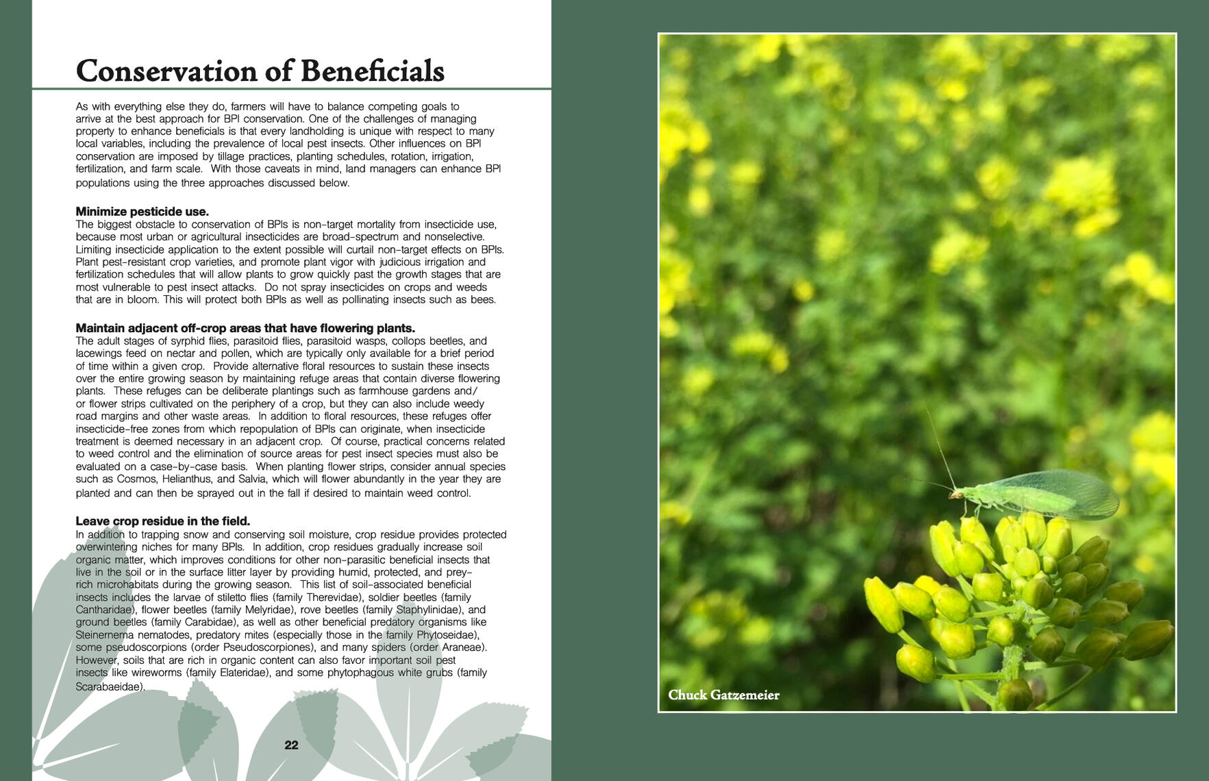 A green spread of the field guide with information on the conservation of beneficial insects on the left, and a big picture of a damselfly on alfalfa flowers on the right.