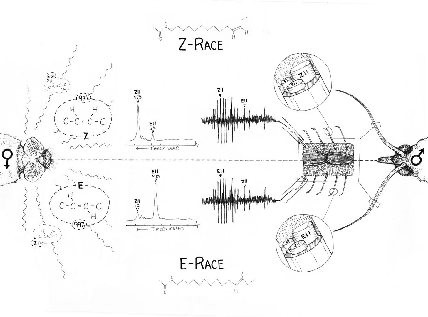 European corn borer E- and Z-race pheromone communication channels