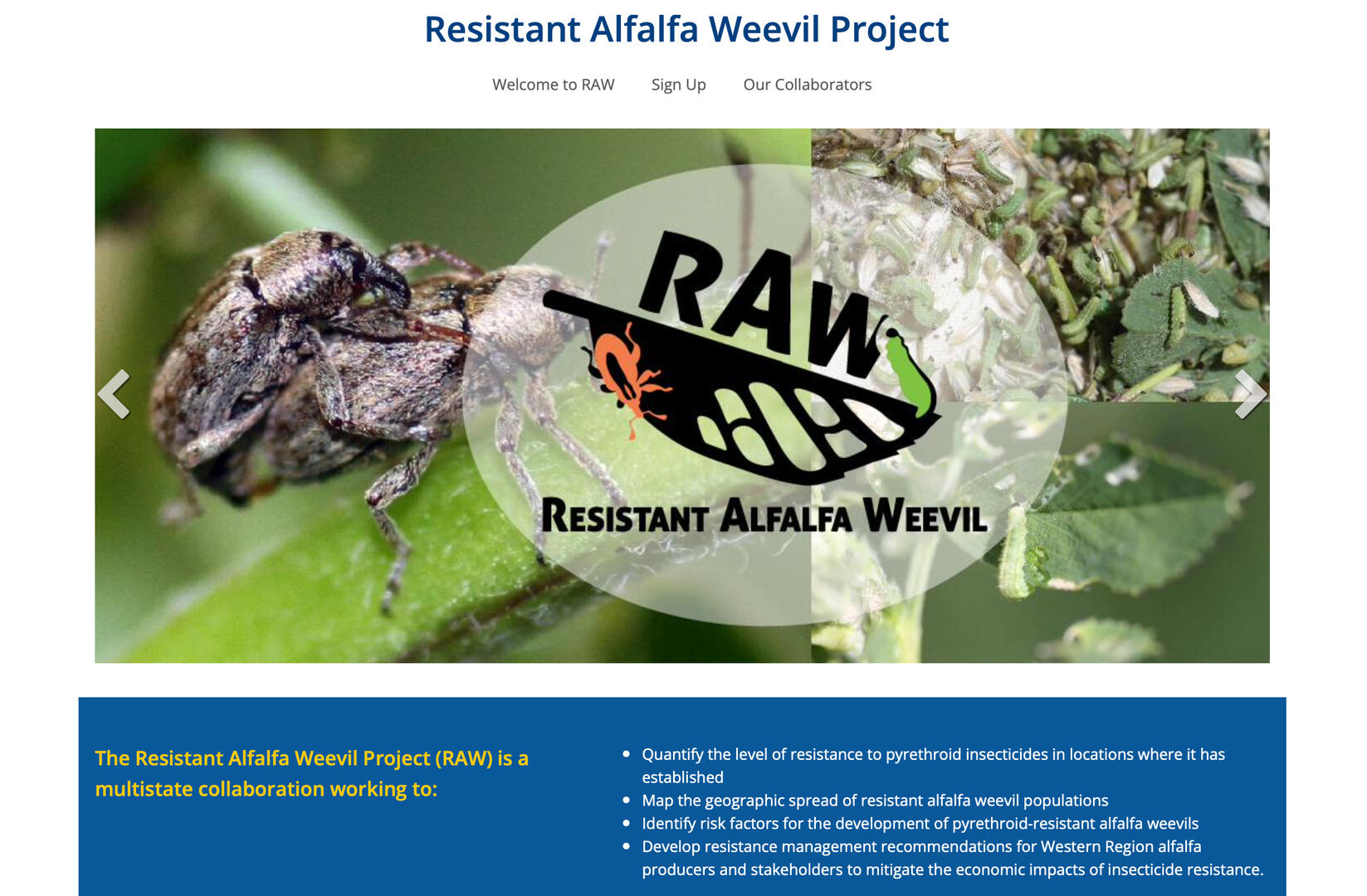 The extension website main page. The header is a couple photos of alfalfa weevil's and larva, with the RAW logo on top.